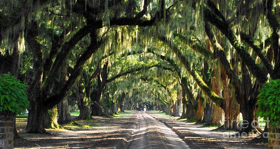 Tomotley Oaks Photograph By William Bosley - Fine Art America