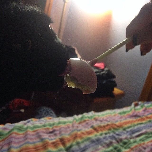 Too Many Cake Pops For The Kitty Too #1 Photograph by Christie Berndt
