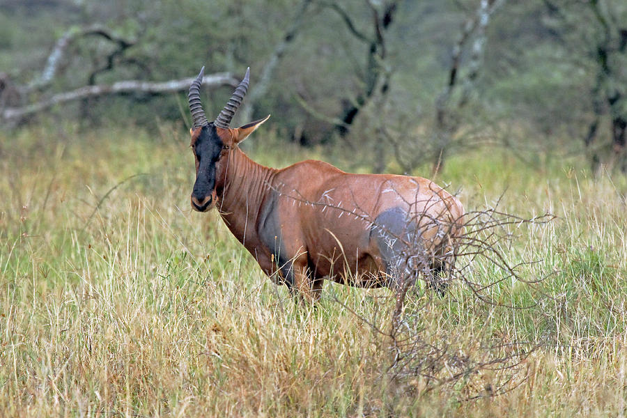 Topi antelope #1 Photograph by Tony Murtagh