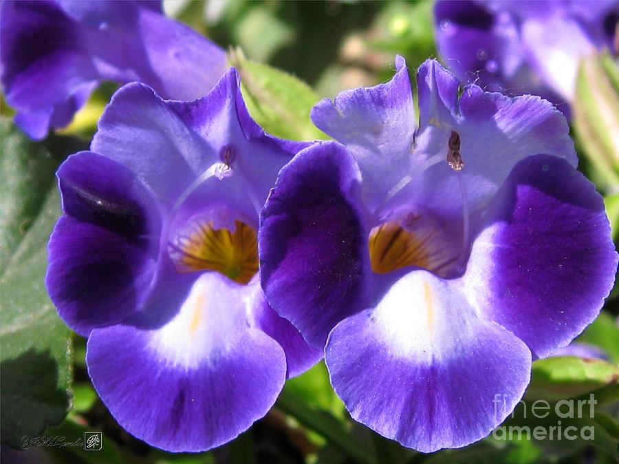 Torenia named Blue Moon #1 Photograph by J McCombie