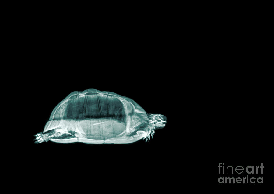 Tortoise under x-ray  #1 Photograph by Guy Viner