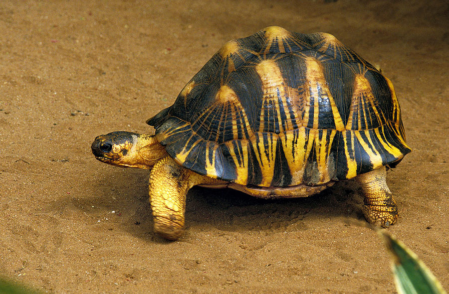 Tortue Etoilee De Madagascar Geochelone Photograph by Gerard Lacz ...