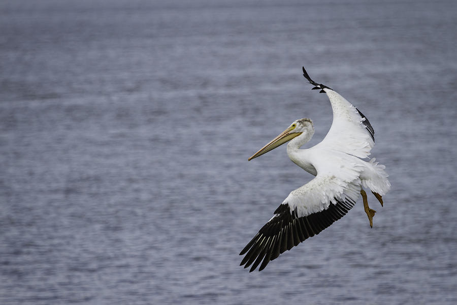 White Pelican Photograph - Touching Down #3 by Thomas Young