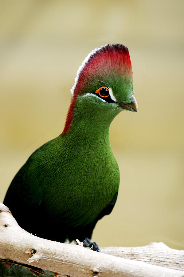 Touraco De Fischer Tauraco Corythaix Photograph by Gerard Lacz Images ...