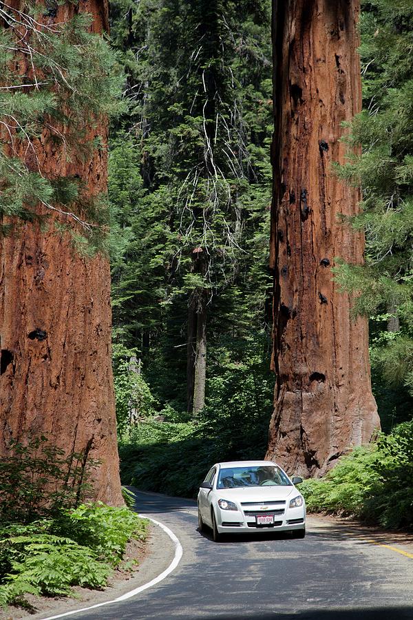 Tourism In Sequoia National Park #1 Photograph by Jim West
