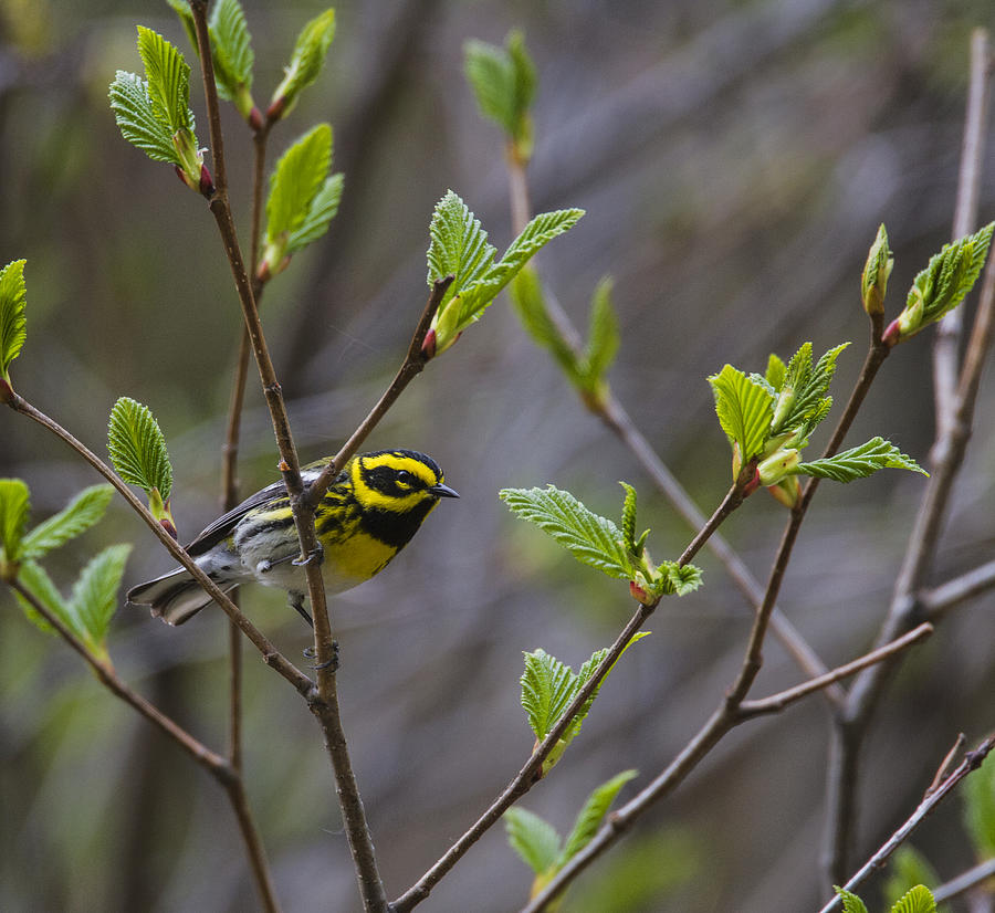 Warbler Photograph - Townsends Warbler #1 by Doug Lloyd