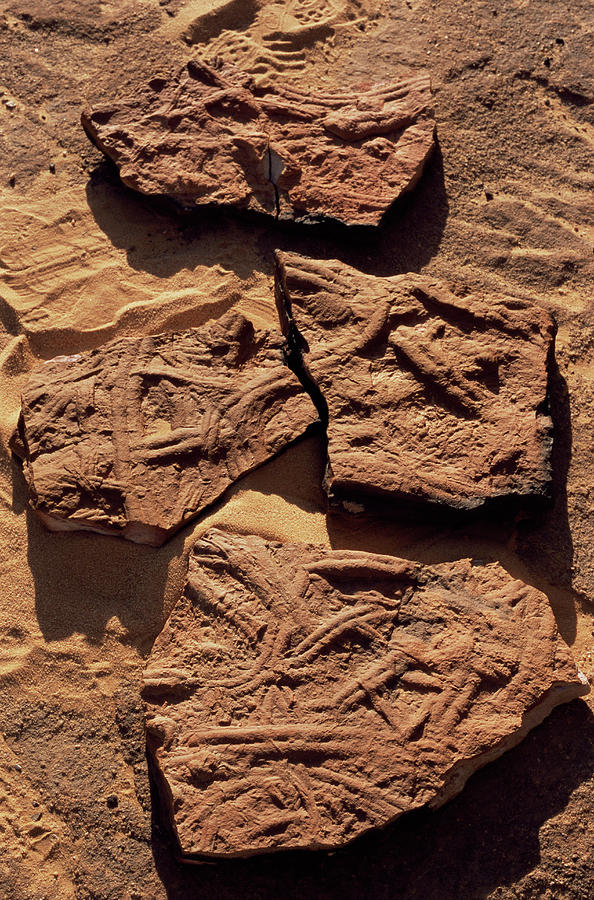 Trace Fossils 1 by Sinclair Stammers/science Photo Library