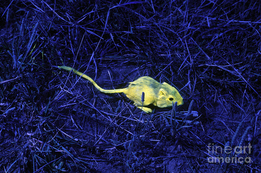 Nature Photograph - Tracking Kangaroo Rats With Fluorescence #1 by James L. Amos