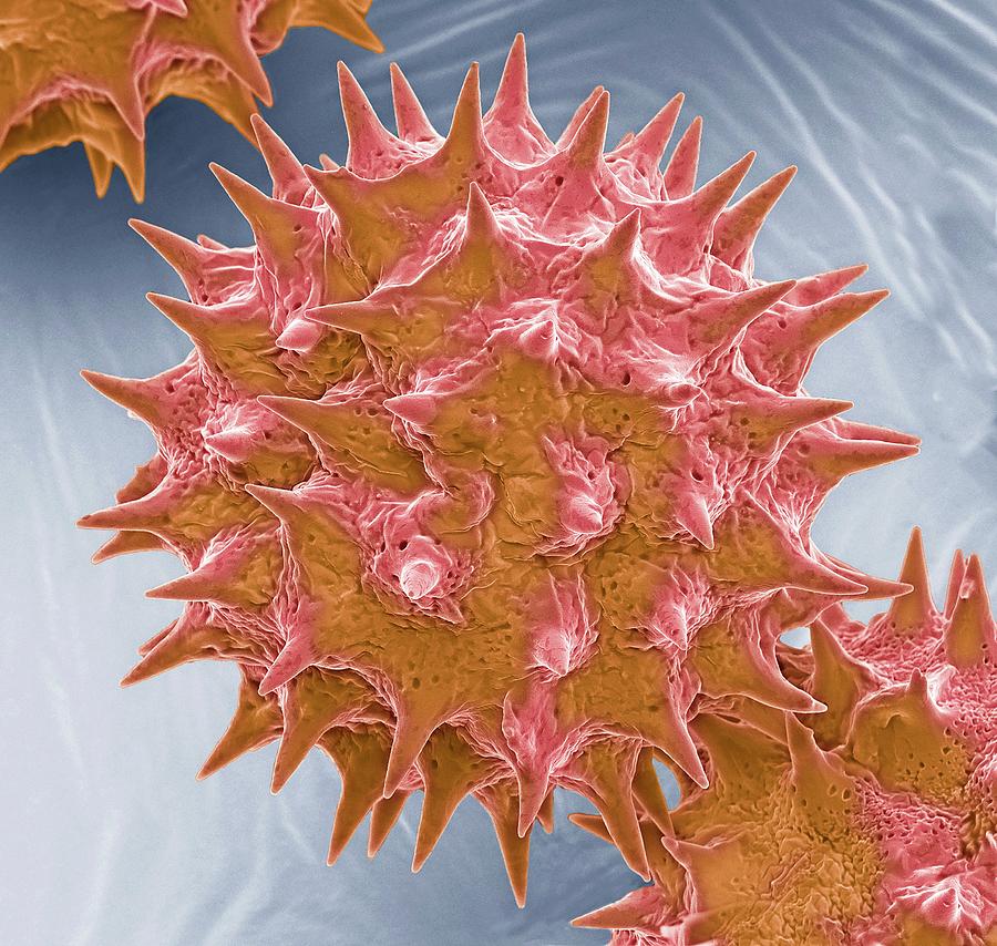 Tradescantia Pollen Grains #1 Photograph by Steve Gschmeissner