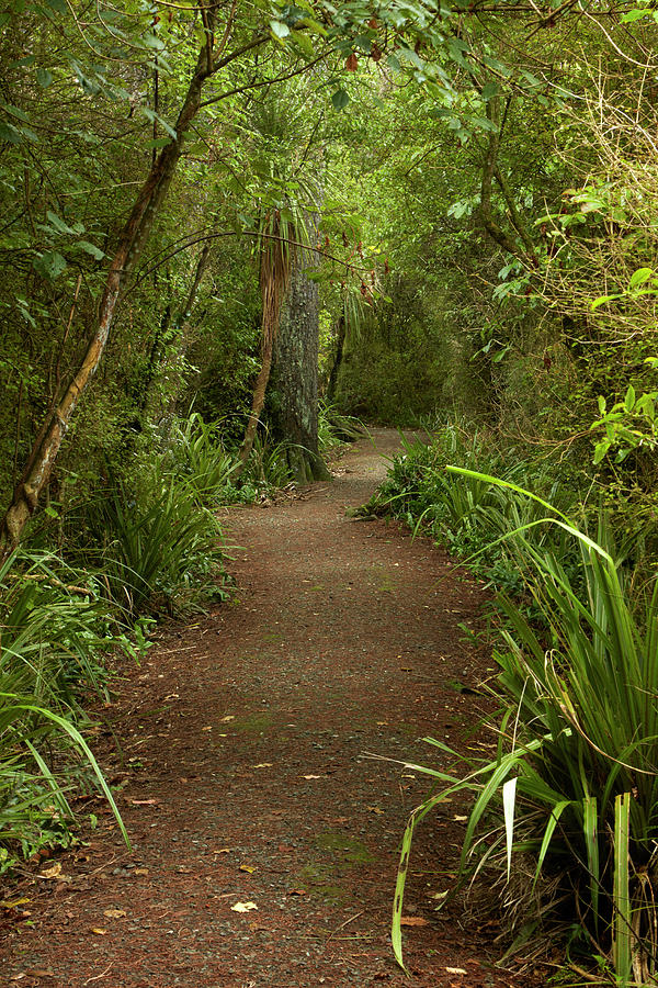 Trail Through Remnant Forest, Thompsons Photograph by David Wall - Fine ...