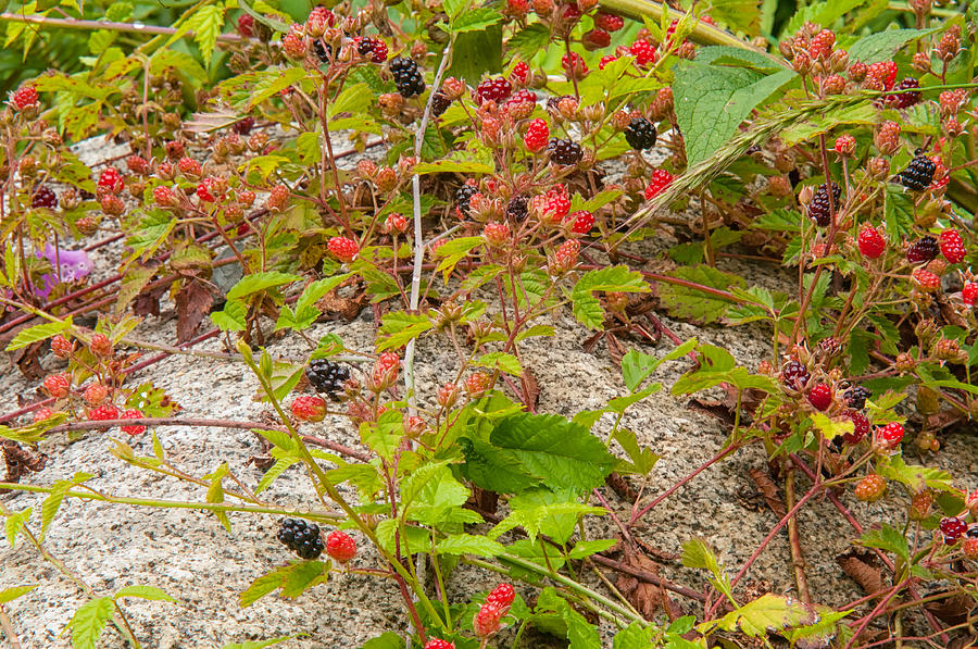 Flower Photograph - Trailing Blackberries #1 by Richard Leighton