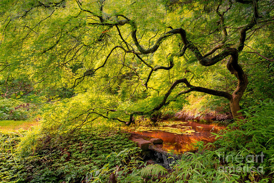 Tranquil Shade Photograph by Mark Rogers