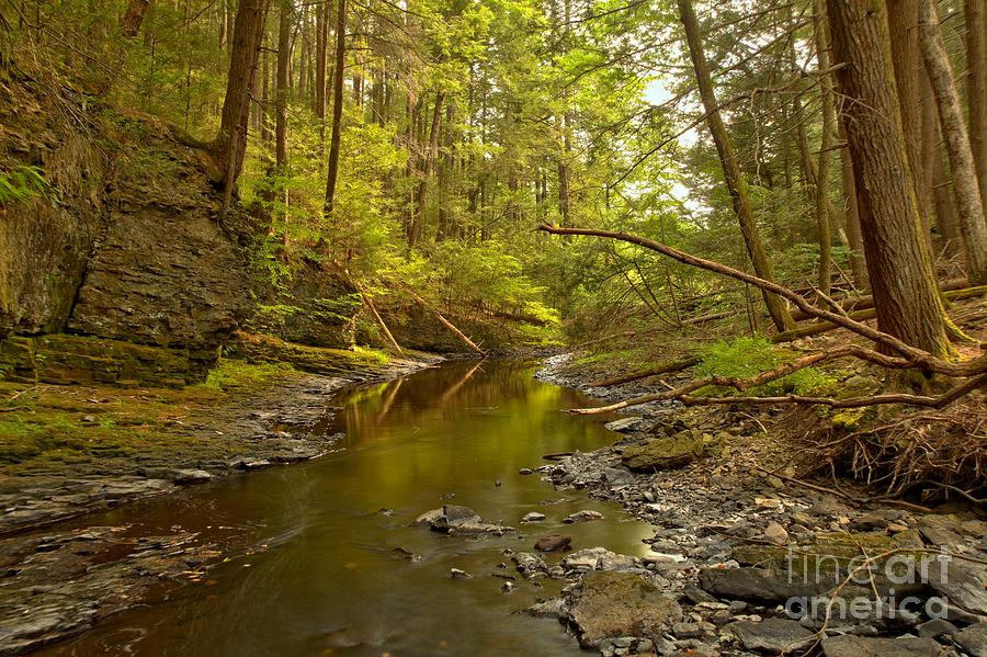 Tranquility In The Forest #1 Photograph by Adam Jewell