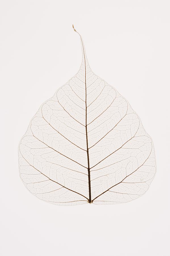 Transparent Leaf #1 Photograph by Kelly Redinger