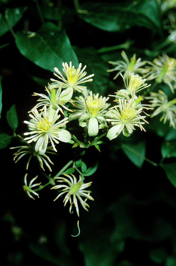 Travellers Joy (clematis Vitalba) #1 Photograph by Bruno Petriglia/science Photo Library