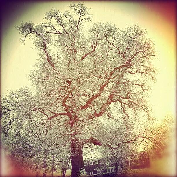 Winter Photograph - Tree #1 by Linandara Linandara