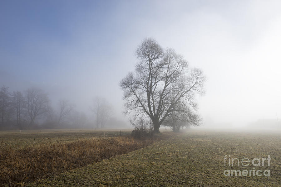 Tree and fog #1 Photograph by Mats Silvan