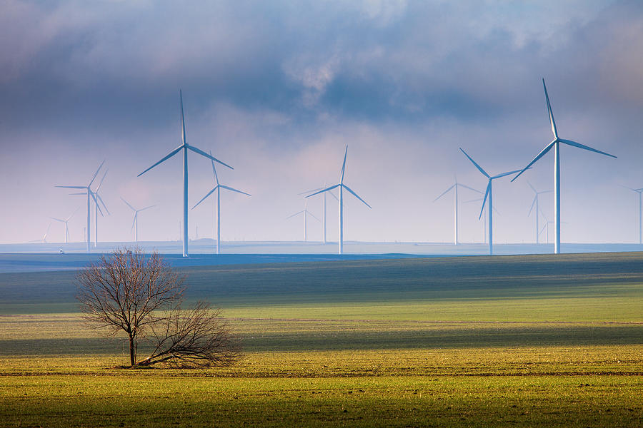 Tree and wind power Photograph by Dan Mirica - Pixels