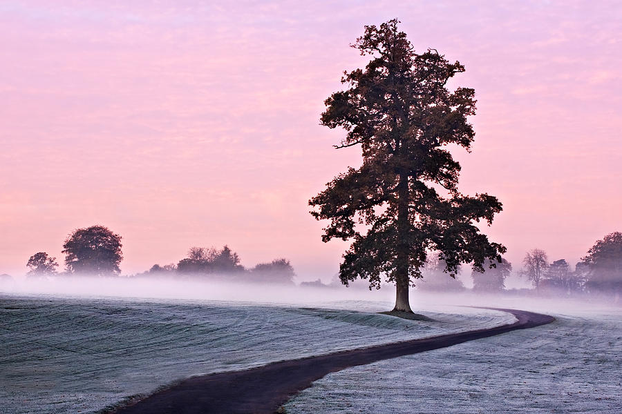 Nature Photograph - Tree at Dawn / Maynooth #2 by Barry O Carroll