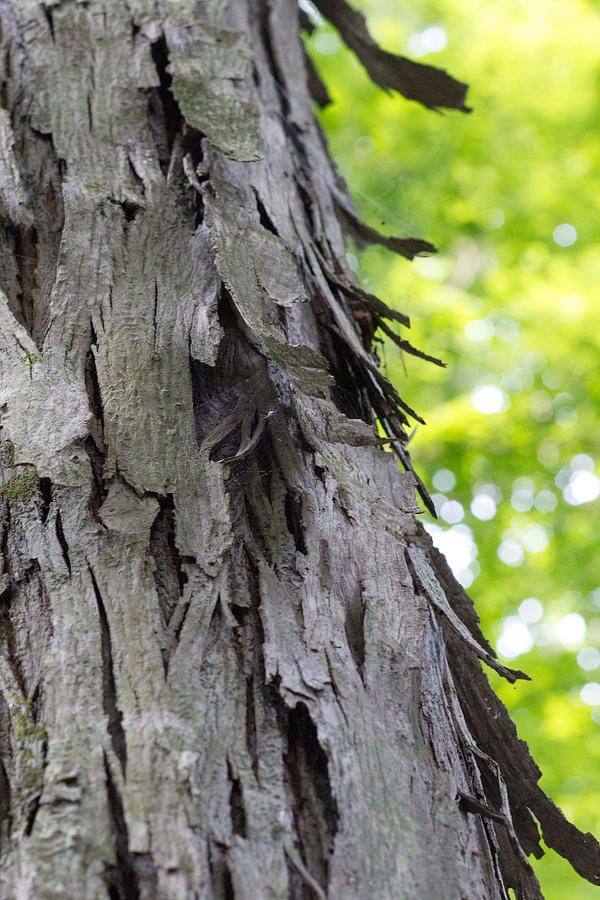 Tree bark #1 Photograph by Susan Jensen