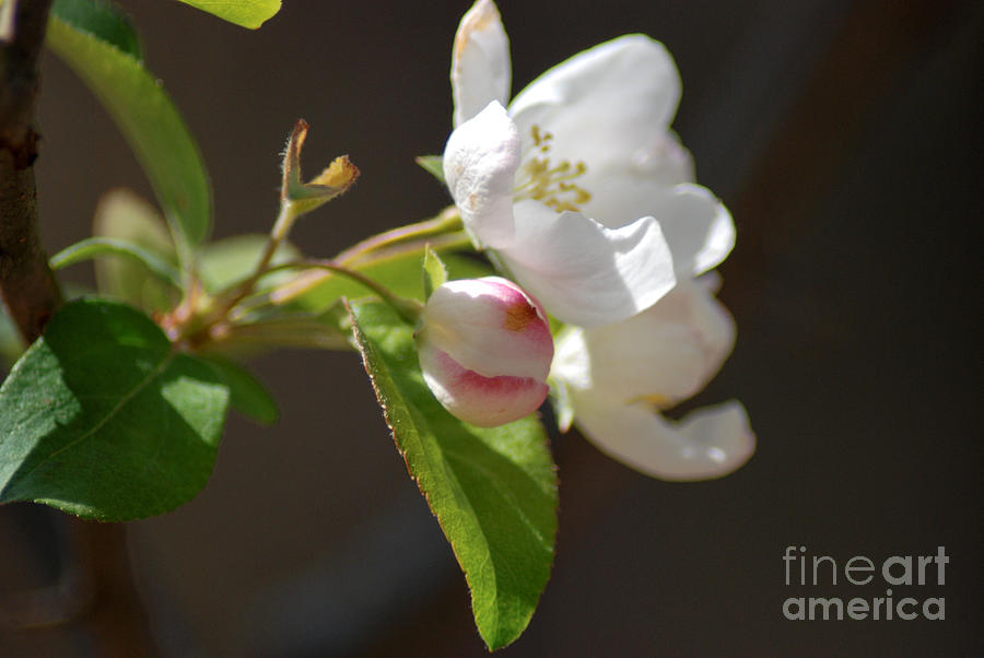 White Flowers Photograph - Tree blossoms #1 by Optical Playground By MP Ray