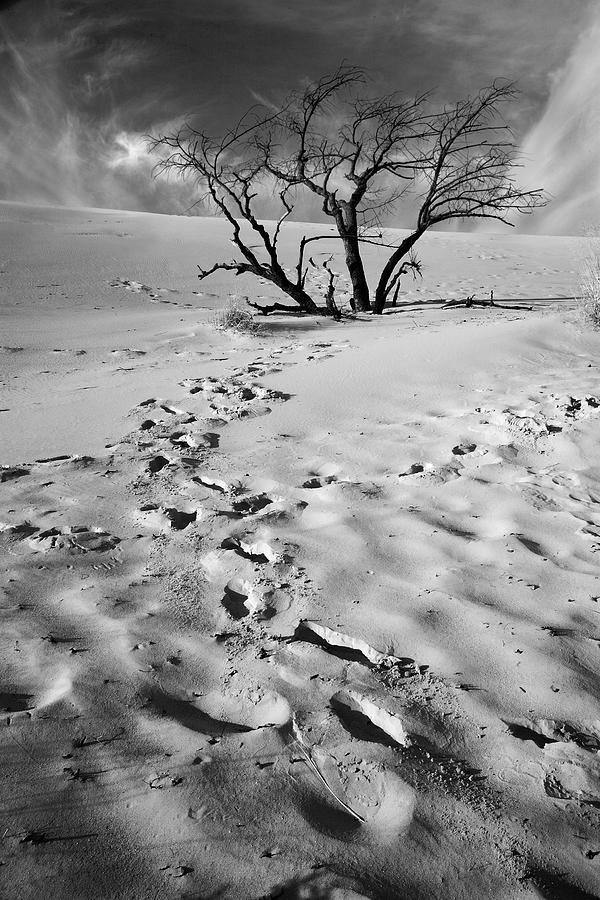 Tree Branch and Footprints on Sleeping Bear Dunes #1 Photograph by Randall Nyhof