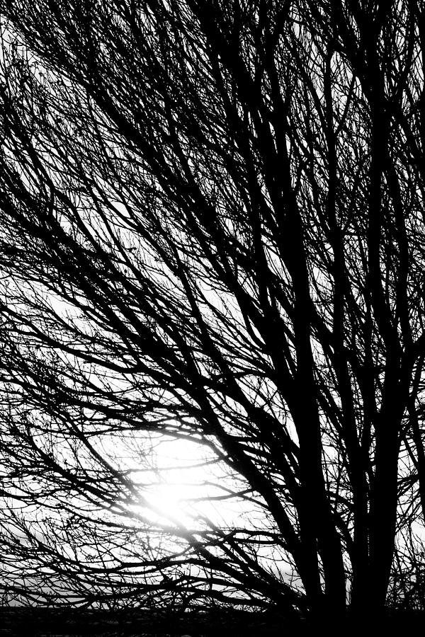 Tree Branches and Light Black and White Photograph by James BO Insogna