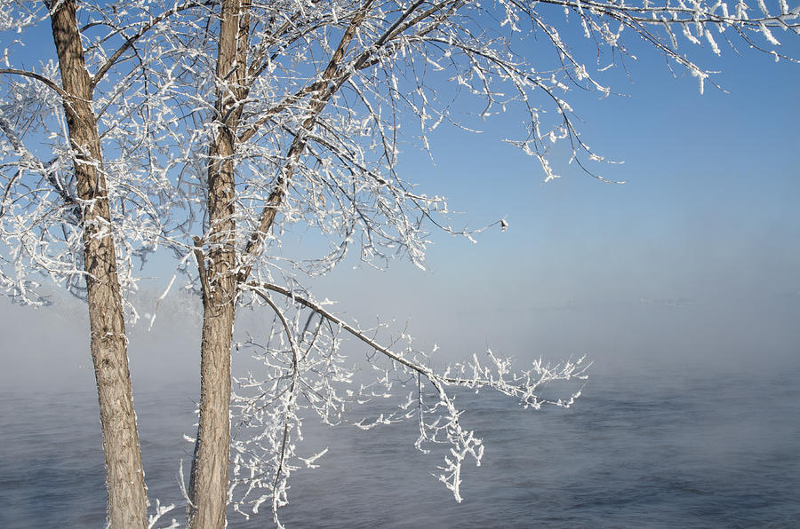 Tree by the River Covered with Hoar Frost. #1 Photograph by Rob Huntley