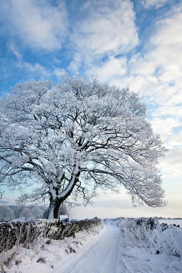 Tree Covered In Hoar Frost Photograph by Alex Hyde - Fine Art America