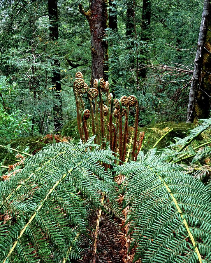 Tree Fern In Temperate Rainforest #1 Photograph by Simon Fraser/science Photo Library