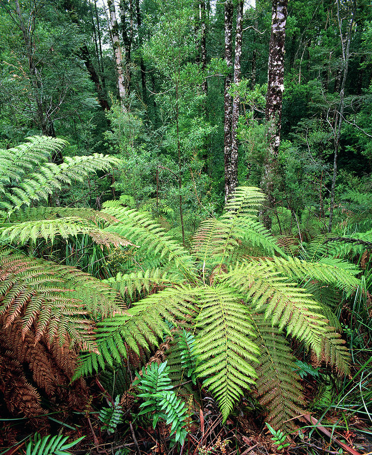Tree Ferns In Temperate Rainforest #1 Photograph by Simon Fraser/science Photo Library