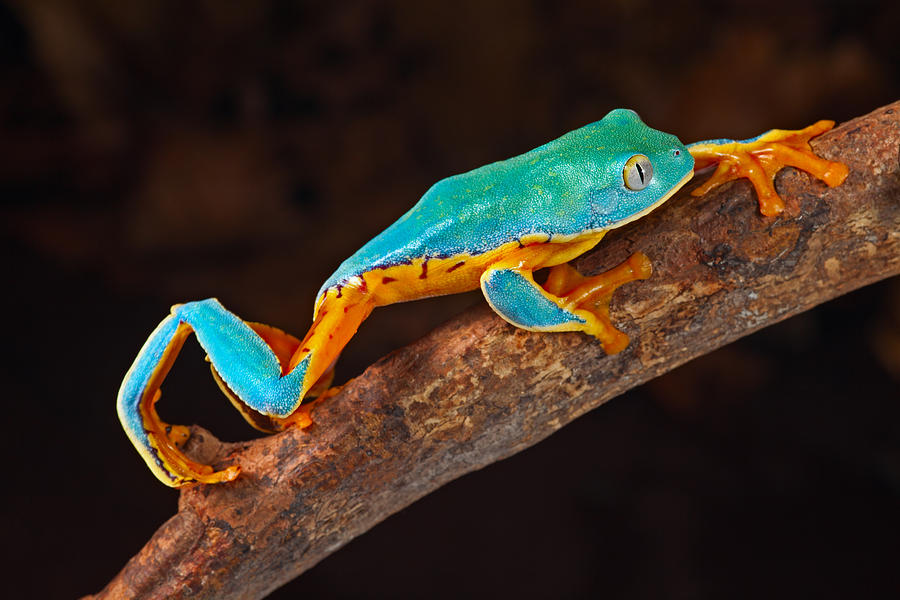 Jungle Photograph - Tree Frog Climbing #1 by Dirk Ercken