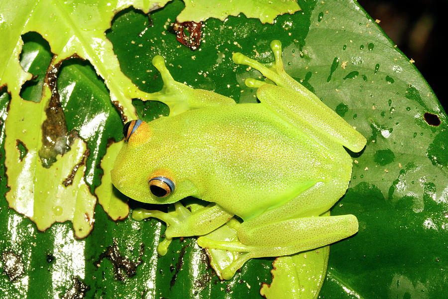 Tree Frog Photograph by Dr Morley Read/science Photo Library - Fine Art ...