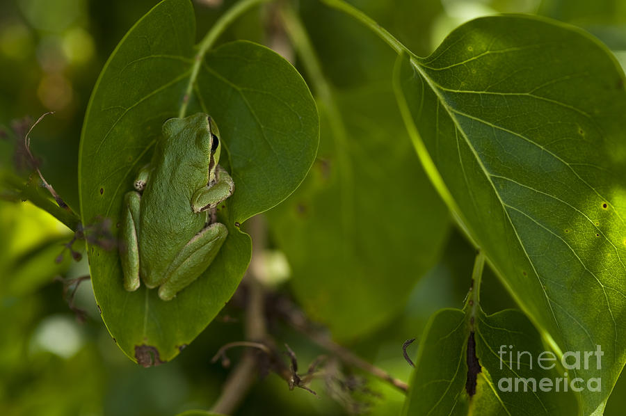 Tree frog in lilac bush #1 Photograph by Jim Corwin