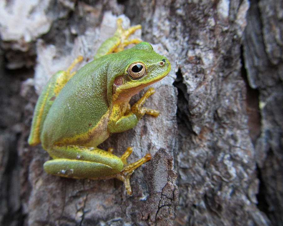 Tree Frog #1 Photograph by Michele Caporaso