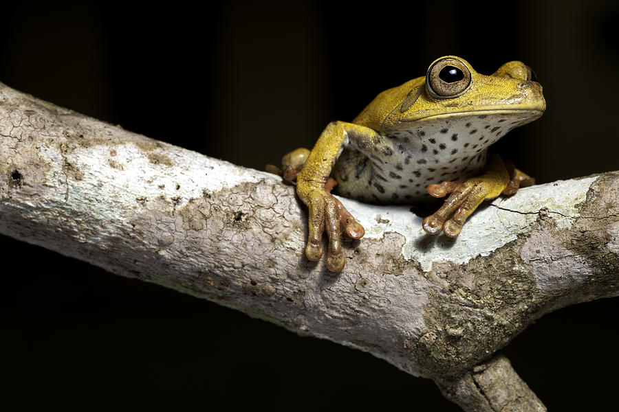 Tree Frog On Twig In Rainforest #1 Photograph by Dirk Ercken