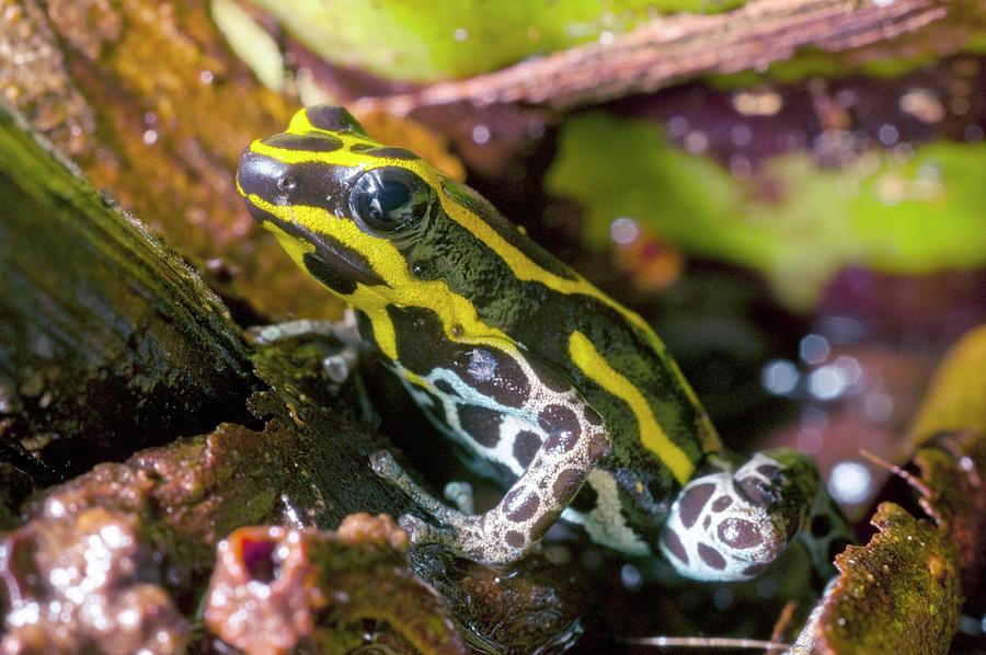 Tree Frog (ranitomeya Ventrimaculata) Photograph By Philippe Psaila ...