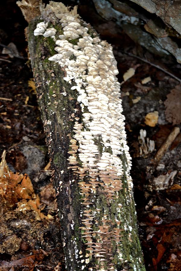 Tree Fungus #1 Photograph by Tara Potts