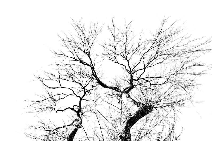 Tree Impression #11 Photograph by Catherine Lau