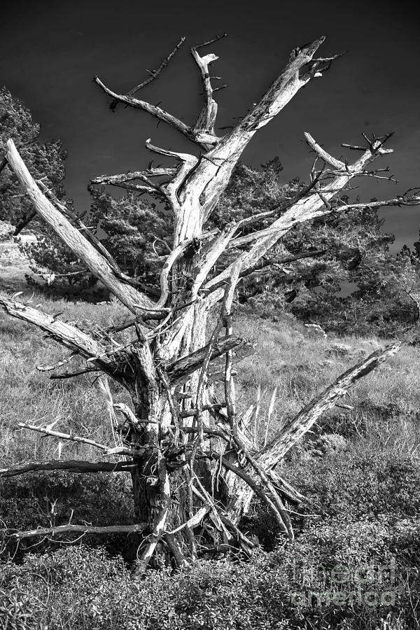 Black And White Photograph - Tree in Black and White #1 by Raphael Bruckner