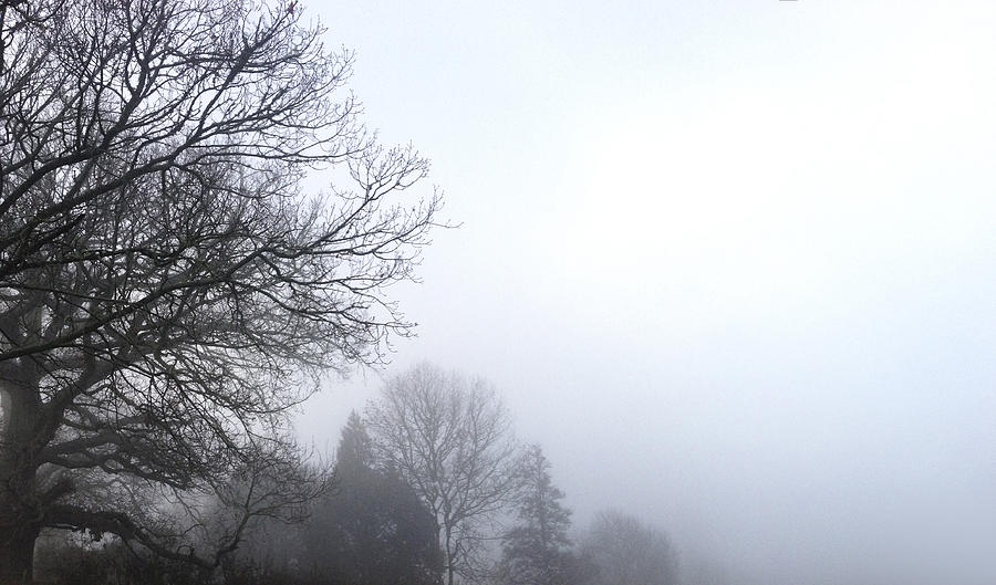 Tree In Fog Photograph