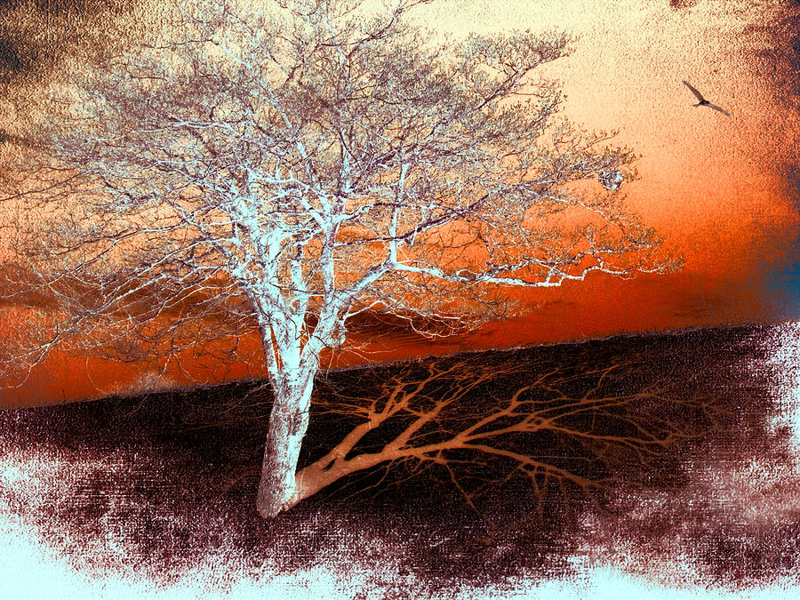 Abstract Photograph - Tree in Snow in the Blue Ridge II #1 by Dan Carmichael