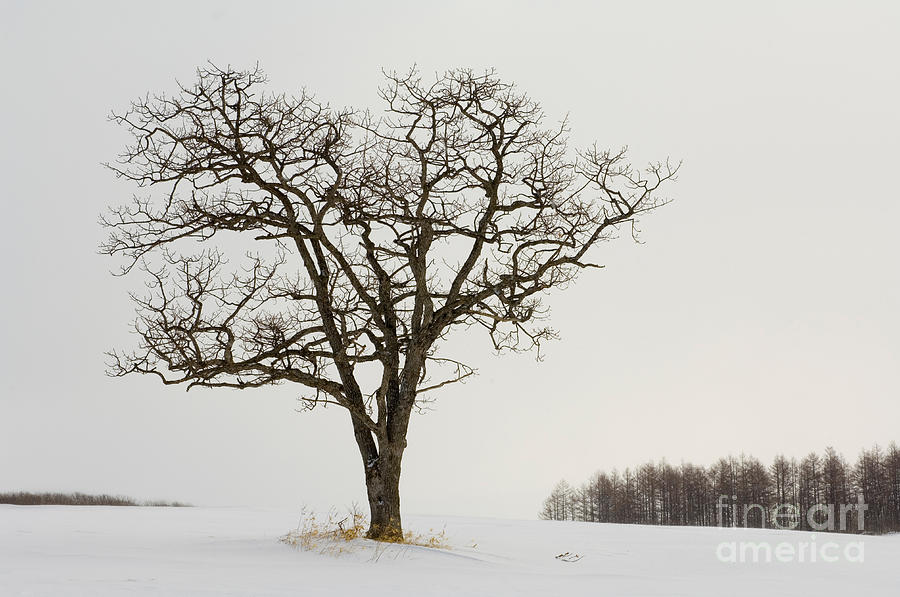 Tree In Winter #1 Photograph by John Shaw
