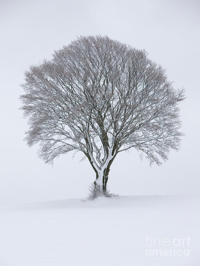 Tree In Winter #1 Photograph by Wolfgang Herath