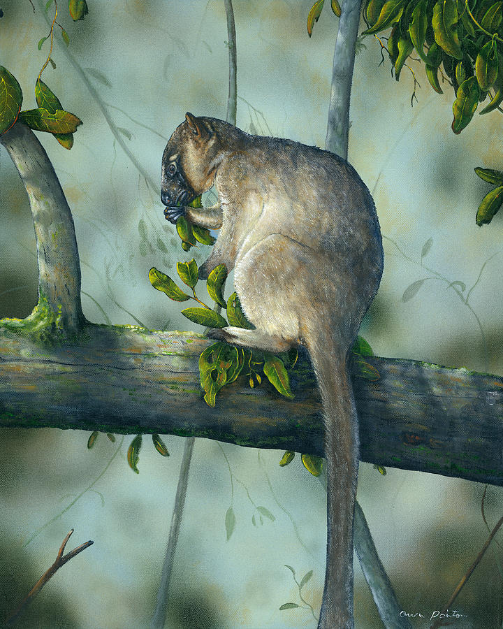 Tree Kangaroo Painting by Owen Pointon - Fine Art America