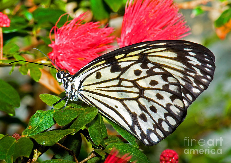 Tree Nymph Butterfly #1 Photograph by Millard H. Sharp