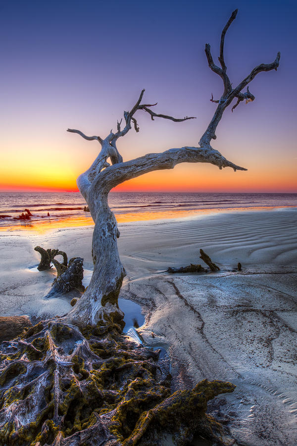 Beach Photograph - Tree of Enchantment #1 by Debra and Dave Vanderlaan