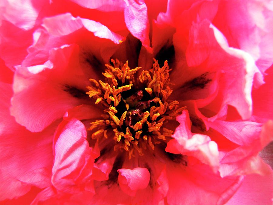 Tree Peony (paeonia rou Fu Rong) #1 Photograph by Ian Gowland/science Photo Library