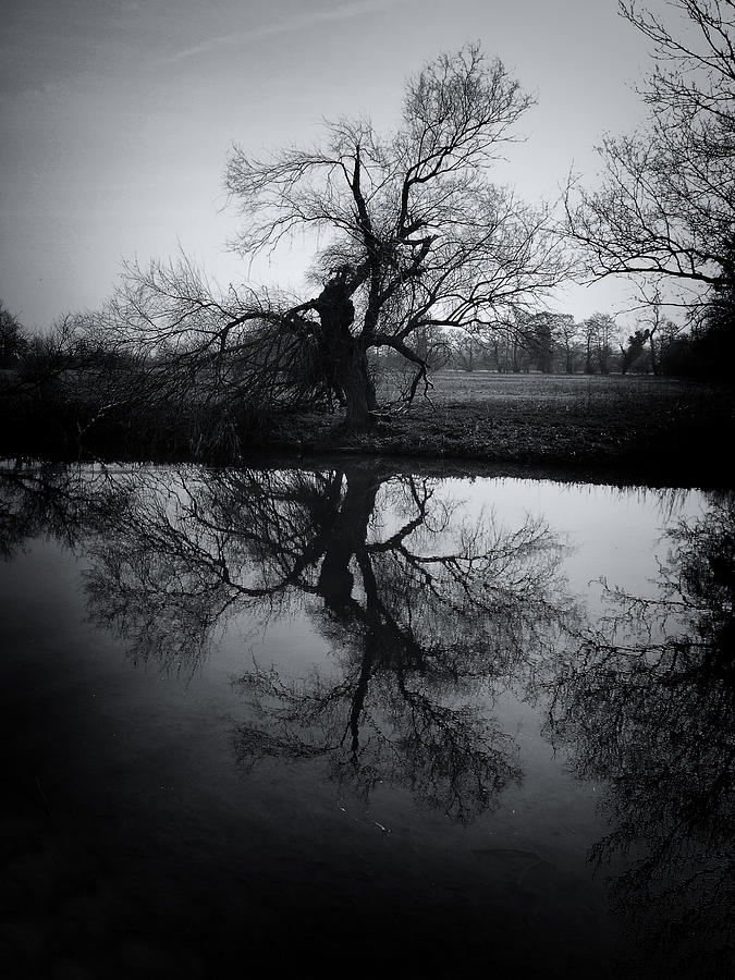 Tree Photograph by Philip G - Fine Art America