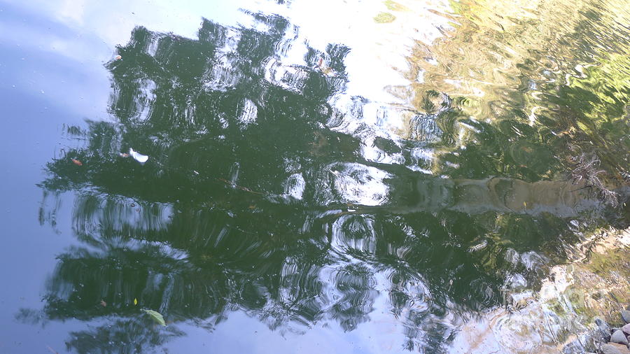 Tree Reflection #1 Photograph by Nora Boghossian